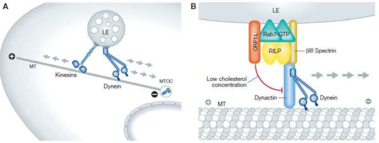 Figure 17 : Le contrôle de la mobilité des endosomes tardifs 