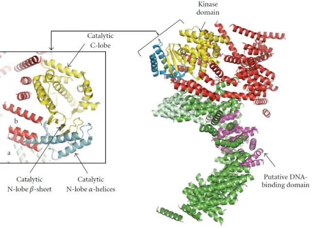 Figure 7 : Structure de la DNA-PKcs et de son domaine kinase. Modélisation du domaine  catalytique de la DNA-PKcs