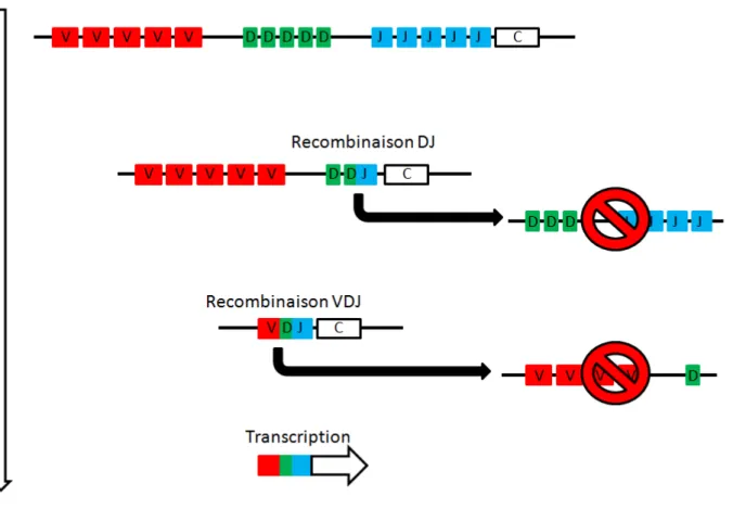 Figure 8 : Représentation simplifiée du principe de la recombinaison V(D)J permettant la  diversité du répertoire immunitaire