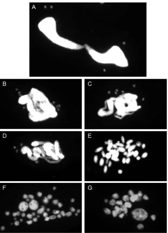 Figure 16 : Marquage au DAPI des noyaux de cellules végétatives et autogames. A) Cellule  végétative en division, on observe que le MAC fait une division amitotique