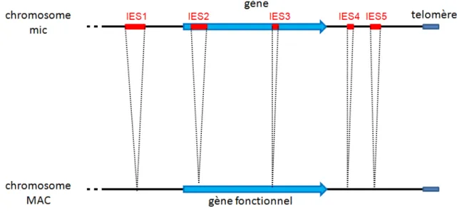 Figure  17  :  Elimination  des IES  pouvant se trouver dans des régions intergéniques ou  interrompre des cadres ouverts de lecture