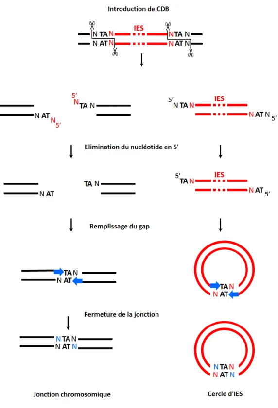 Figure 19 : Modèle d'excision des IES. Coté jonction chromosomique, et coté jonction d'IES