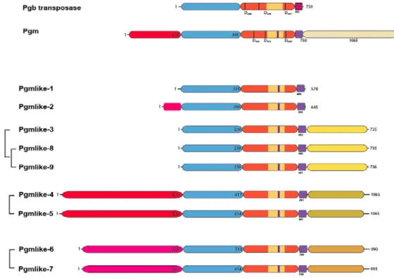 Figure 20 : Les gènes PGM et PGM-like de Paramecium tetraurelia. Les différents domaines  sont indiqués, particulièrement le domaine catalytique avec la triade DDD, le domaine de  liaison à l’ADN en bleu, et le domaine riche en cystéines en violet