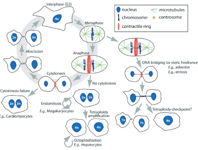 Figure 5 : Cycle cellulaire et défauts de cytocinèse physiologiques ou pathologiques 