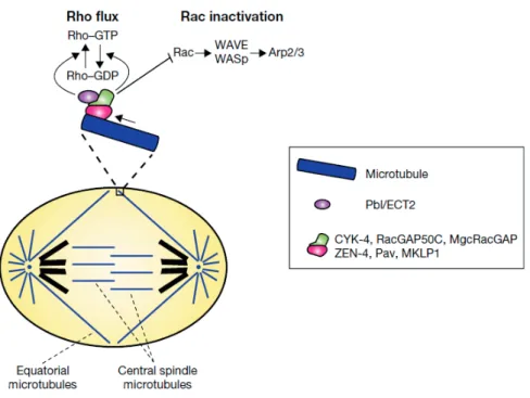 Figure 8 : Régulation des Rho GTPases et définition du plan de clivage en cytocinèse 