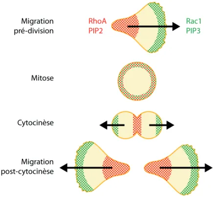 Figure 11 : Evolution de la polarité au cours du cycle cellulaire 