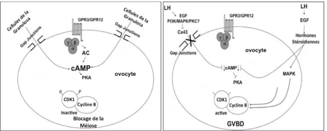 Figure  6 :  Représentation  schématique  de  l’hypothèse  des  taux  de  cAMP  dans  le  blocage  et  reprise  de  la  méiose  dans  l’ovocyte  (adapté  de  https://www.bioscience.org)