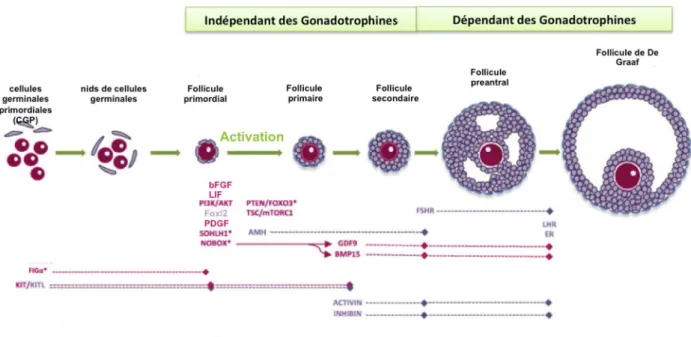 Figure  9 :  Schéma  de  l’influence  de  quelques  facteurs  dans  les  différents  stades  du  développement  folliculaire