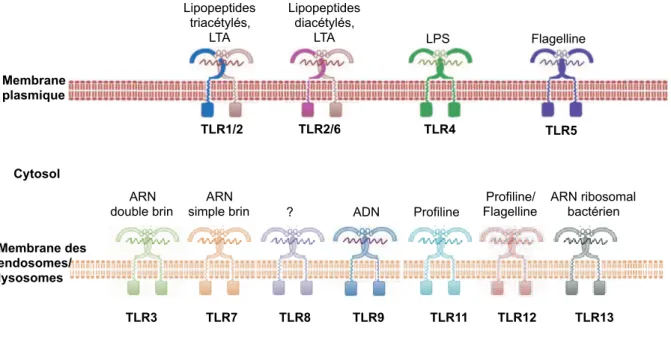 Figure 4 Les TLR murins, leur localisation et leurs ligands 