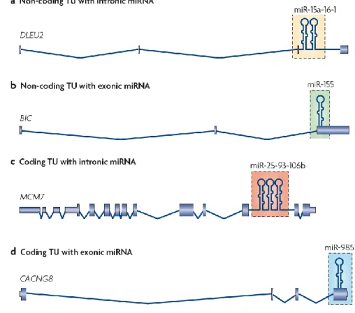 Figure 1. Localisation génomique et structure des gènes de miARNs. Ce schéma, extrait de Kim  et  al.,  représente  les  différentes  localisations  génomiques  des  gènes  de  miARNs