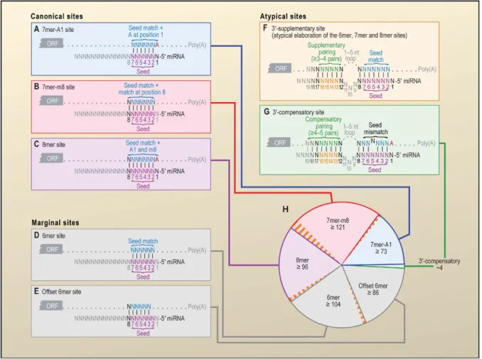 Figure  8.  Les  différents  types  d’interaction  entre  miARNs  et  ARNm  cibles.  Ce  schéma  illustre  les  différentes configurations possibles obtenues pour un miARN-type