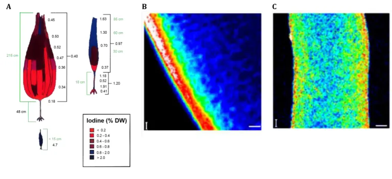 Figure I.5 – Distribution de l’iode chez les sporophytes de L. digitata  A  dans l’ensemble de la plante  [Küpper et al., 1998],  B  dans une coupe de stipe  bar d’échelle  5 µm  et  C  dans une coupe de lame  bar d’échelle 5  µm  observée par  imagerie mu