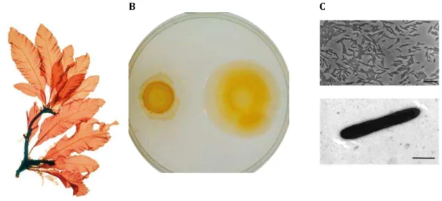 Figure I.7 – La bactérie marine Z. galactanivorans a été isolée de l’algue rouge Delesseria sanguinea (A) et forme sur  gel d’agar des colonies jaune-orangées  B 