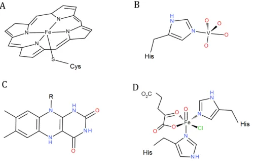 Figure I.11 – Centre rédox présent dans différents sites actifs des (A) haloperoxydases à hème ou (B) dépendante  du vanadium et  C  d’halogénases dépendantes du FAD( 2  ou (D) dépendantes du Fe non-héminique