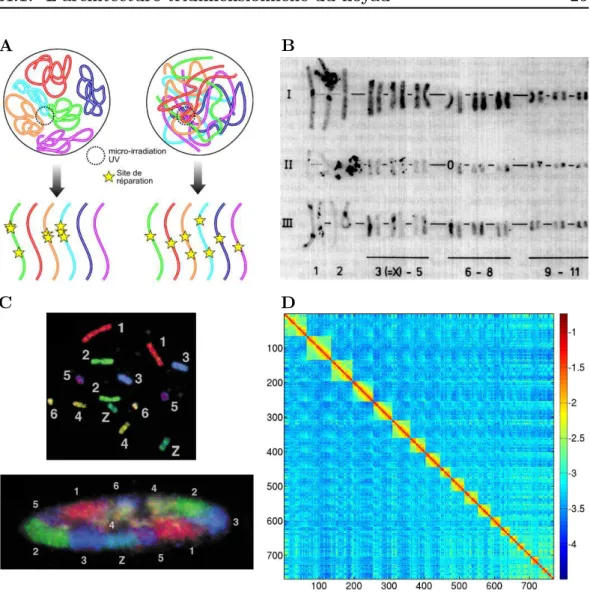 Figure A.6: Preuves expérimentales de l’existence des territoires chromosomiques. A : modèle prédictif des conséquences d’une micro-irradiation laser en fonction de l’organisation des chromosomes dans le noyau (d’après Meaburn et Misteli (2007), voir texte