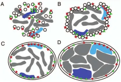 Figure A.10: Mécanisme spéculatif d’aﬃnité permettant d’expliquer l’établissement des proﬁls d’organi- d’organi-sation spatiale des chromosomes (d’après Zuleger et al