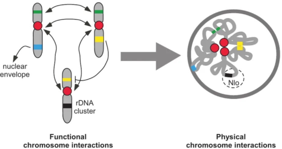 Figure A.12: Modèle d’auto-organisation du génome (d’après Misteli (2009)). Les interactions fonction- fonction-nelles au niveau de diﬀérentes régions des chromosomes peuvent inﬂuencer le pattern de localisation des chromosomes