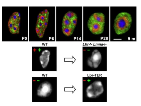 Figure A.23: Architecture inversée de la chromatine chez la souris. En haut : progression du phénotype inversé au cours du développement dans les cellules à bâtonnet de souris (d’après Solovei et al
