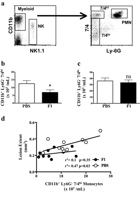 Figure 4:  F1 reduces monocytosis in APOE  -/-  mice.