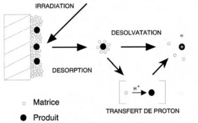 Figure I.1.1 : Principe de l’ionisation MALDI (De Hoffman et al, Dunod, 1999). 