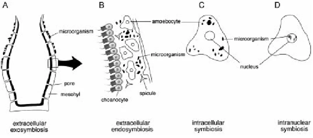 Fig. 1. Schematic diagram of symbiotic relationships between sponges and microorganisms