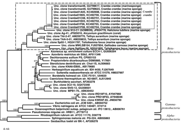 Figure 1 | Evolutionary relationship of the dominant C. crambe bacterium to its closest relatives inferred from almost full-length 16S rRNA gene sequences, using Bayesian phylogenetic reconstruction