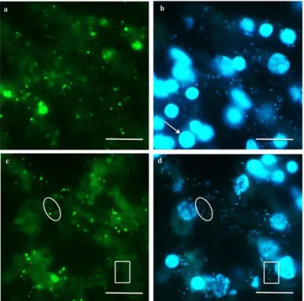 Figure 2 | Detection of bacteria in the mesohyl of Crambe crambe by CARD-FISH on sponge-tissue sections