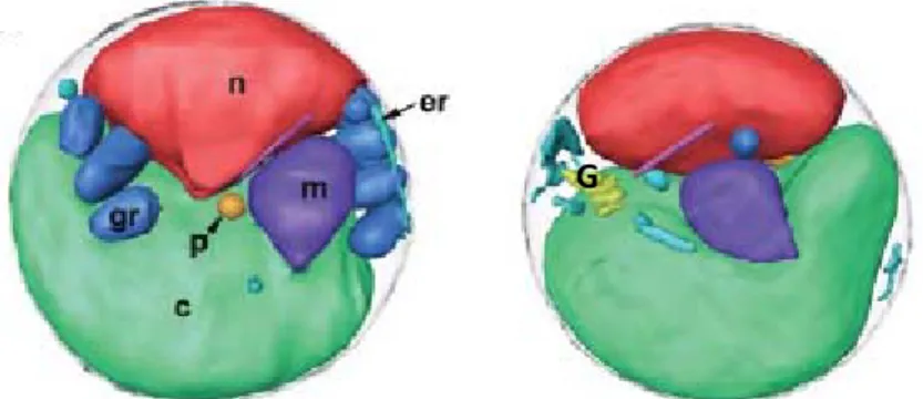 Figure 12: Organisation cellulaire d’O.tauri. n : noyau, mt : mitochondrie,   c : chloroplaste, p :peroxysome, G : appareil de Golgi, gr : grana ;  