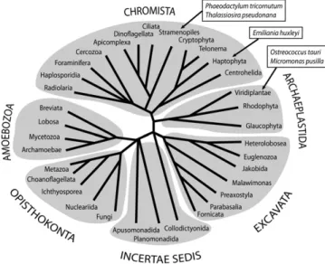 Figure 1. Eukaryotic phylogenetic tree showing the positions of the five marine microalgae species selected in this work.