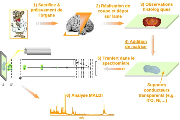 Figure  I.1.3 :  Déroulement  typique  d’une  expérience  d’analyse  directe  sur  tissus  par  spectrométrie de masse MALDI