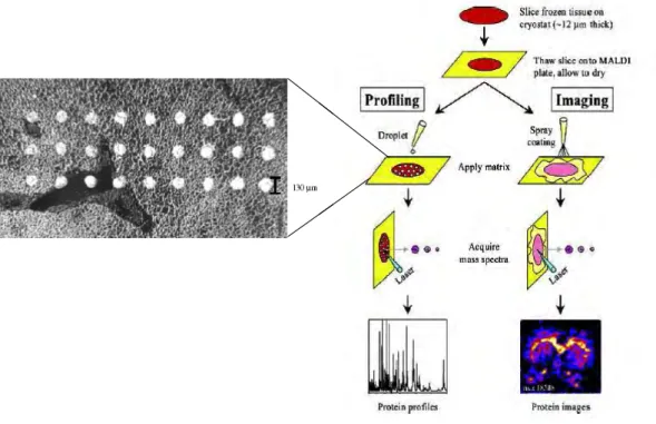 Figure  I.1.6 :  Schéma  général  pour  réaliser  des  expériences  de  « profiling »  ou  d’imagerie  par  spectrométrie  de  masse  MALDI