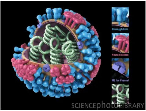 Figure 1.1: Inuenza virus structure. (Credit: CDC/SCIENCE PHOTO LIBRARY)