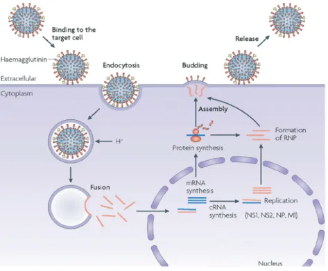 Figure 2.1: Inuenza virus replication cycle (from [34])