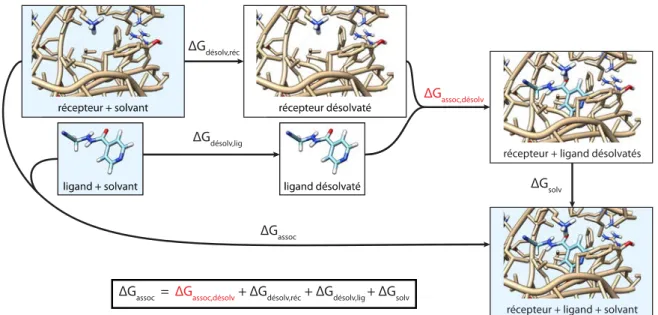 Figure I.4 – Prise en compte de l’énergie de solvatation dans l’énergie d’association protéine-ligand.