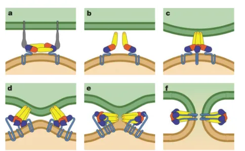 Figure I.15 – Mécanisme de fusion des membranes virales et cellulaires, déclenché par un changement de conformation de la protéine E (représentée en bleu, rouge et jaune ici)