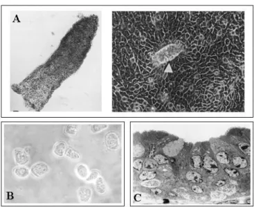 Figure 5: Modèles de cellules épithéliales intestinales normales 