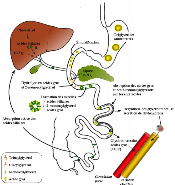 Figure 9 : Principales étapes de la digestion et de l'absorption des lipides alimentaires   (d'après (Wilson and Dietschy 1971)) 