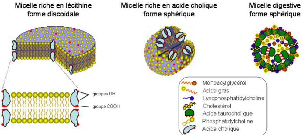 Figure 11 : Modèles moléculaires des micelles en fonction de leurs constituants   (d'après (Mazer et coll
