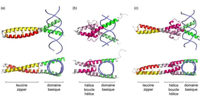 Figure 15. Protéines ayant un domaine basique comme domaine de liaison à l’ADN. 
