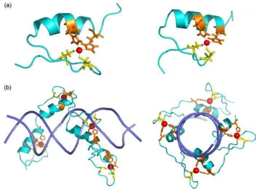 Figure 16. Protéines ayant un motif en doigt de zinc dans leur domaine de liaison à l’ADN
