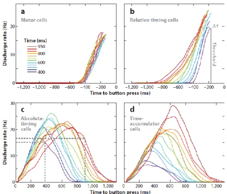 Figure 1. Dynamique temporelle de la fréquence de décharge de différentes populations de cellules  dans une tâche de synchronisation-continuation