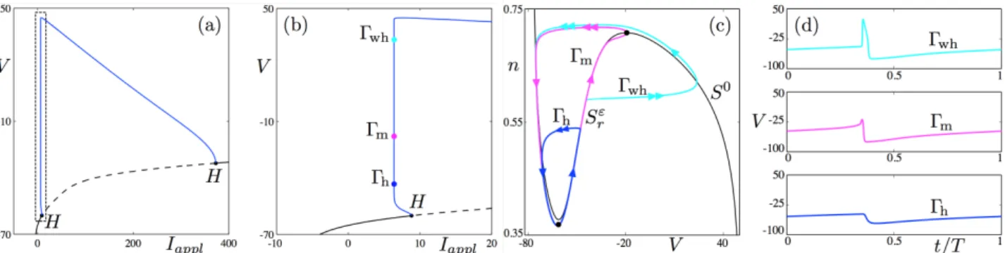 Figure 10 : Canard explosion in the 2 D Hodgkin-Huxley model. Panel (a) shows the bifurcation diagram of the model with respect to the applied current I and for the classical value of the Sodium conductance