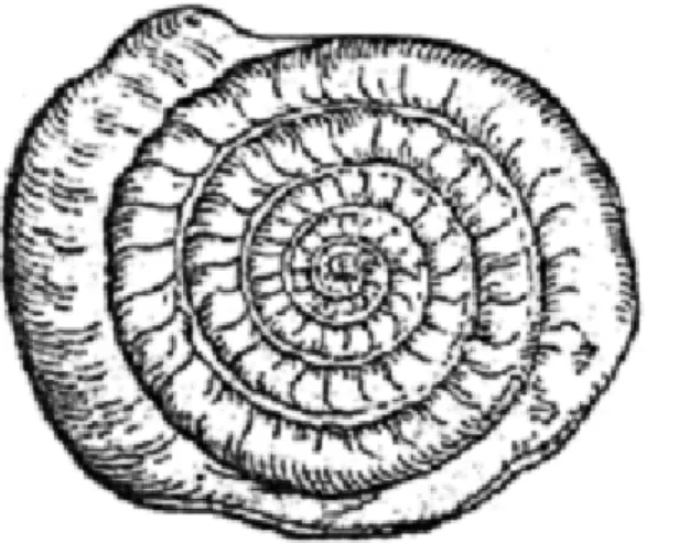 Figure 12. Ammonite figurée par Conrad Gesner (1565) qui y voyait « l'image d'un serpent enroulé en spirale ».