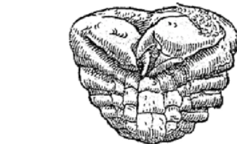 Figure 6. Crabe pétrifié ou « Pagurus lapideus » figuré par Conrad Gesner (1565).