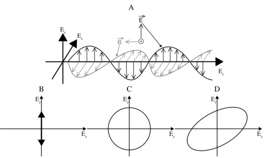 Figure I.10 – Polarisation d’une onde EM. A : propagation d’une onde EM. B : polari- polari-sation linéaire, C : polaripolari-sation circulaire et D : polaripolari-sation elliptique.