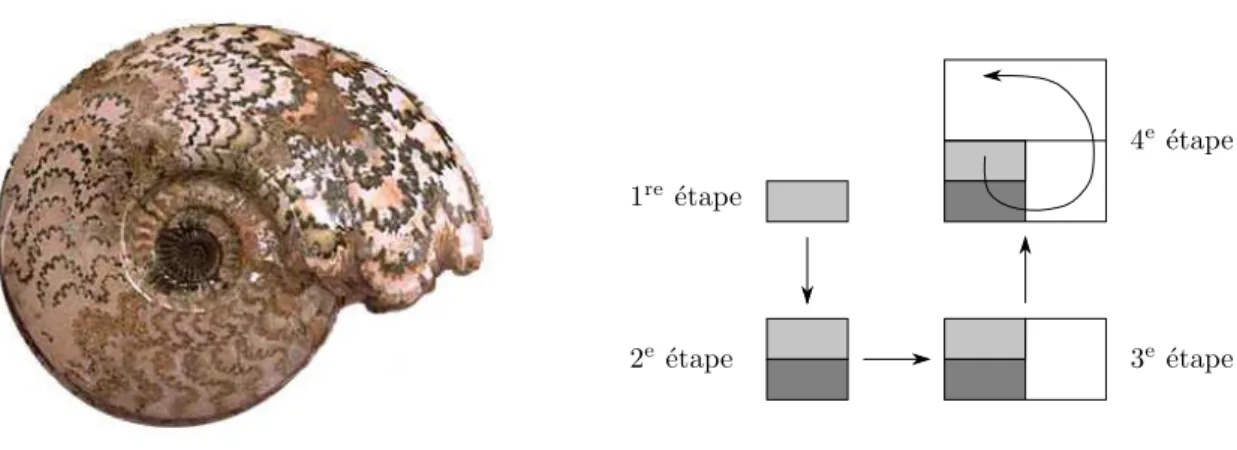 Figure A.3: Modelling of the growth process of an ammonite shell. An ammonite grows by building a new shell leaned to the previous one