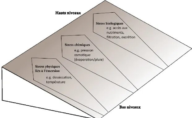 Fig. 0.1 Représentation conceptuelle des différents facteurs de stress liés au gradient d’émersion de la zone  intertidale, depuis les bas niveaux jusqu’aux hauts niveaux de marée (simplifié d’après Raffaelli &amp; Hawkins  1999)