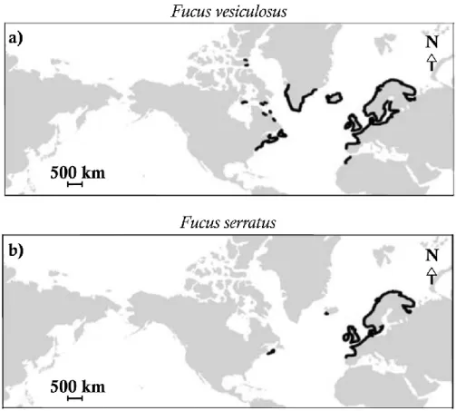 Fig. 0.3 Distribution mondiale de a) Fucus vesiculosus et b) Fucus serratus (d'après Coyer et al