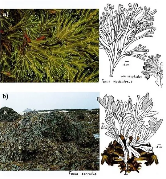 Fig. 0.5  Illustrations  des  caractéristiques  morphologiques  de  a) Fucus vesiculosus  et  de  b)  Fucus serratus