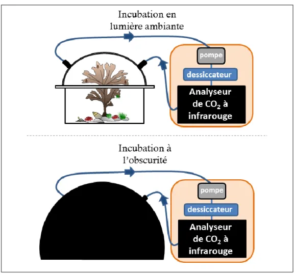 Fig. 1.3 Incubations in situ, pendant l’émersion, d’une communauté à canopée de macroalgue, comprenant  une incubation en lumière ambiante pour évaluer la production primaire nette (en haut) et une incubation à  l’obscurité pour évaluer la respiration (en 